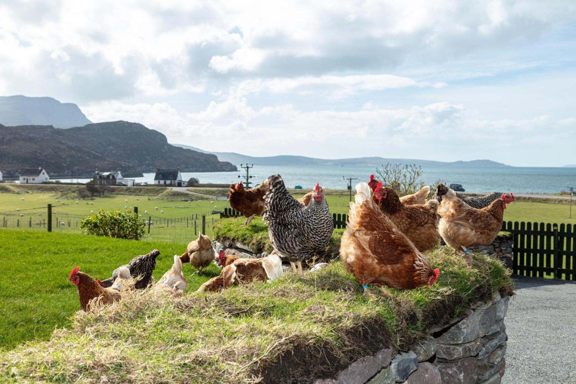 Croft Cottage Ullapool Eksteriør billede